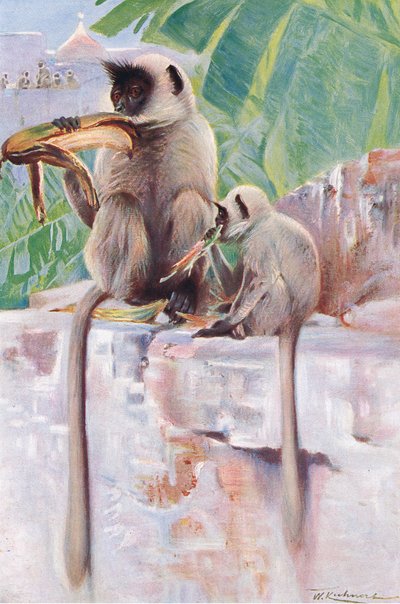 Hanuman Monkey, from Wildlife of the World published by Frederick Warne & Co by Wilhelm Kuhnert